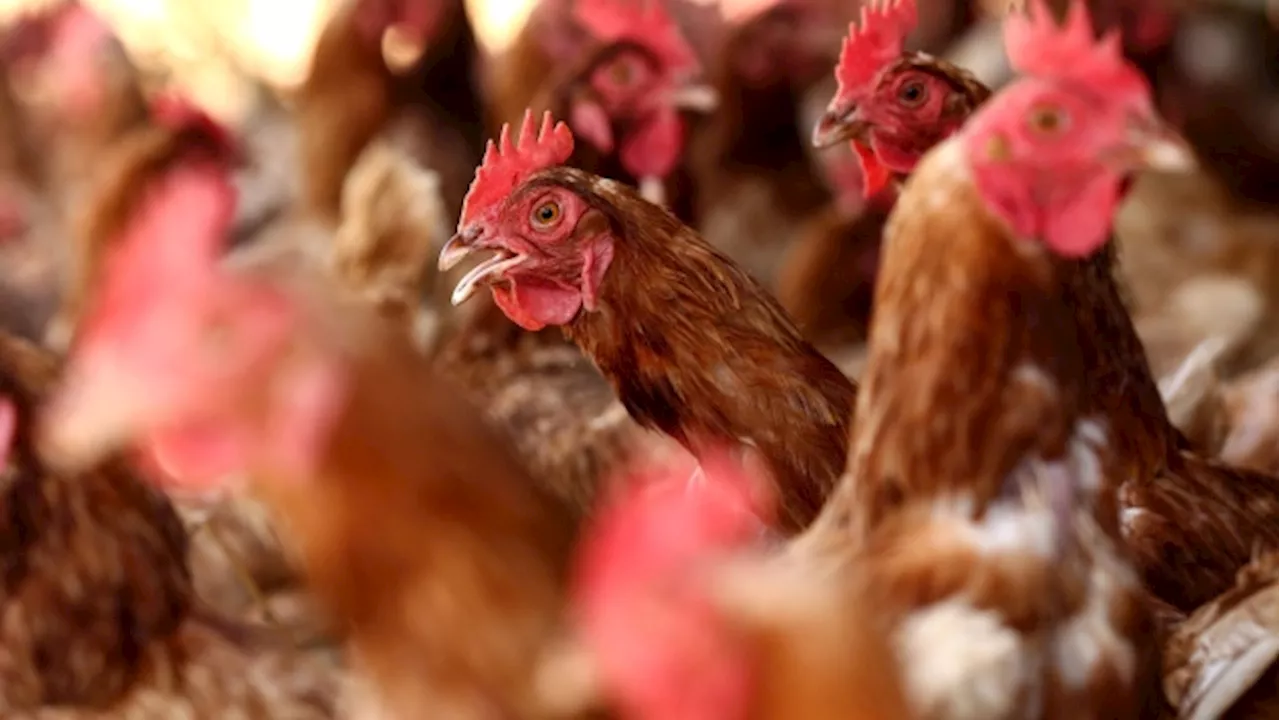 US Records Worst Bird Flu Outbreak in Two Years at Iowa Egg Farm