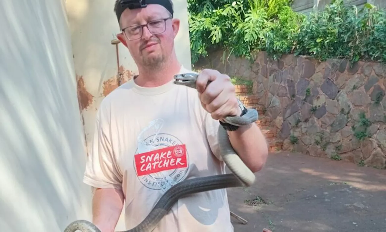 Durban snake catcher fights for life after black mamba bite