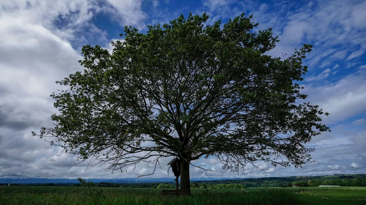 Wetter in Bayern: Mix aus Wolken, Regen und etwas Sonne