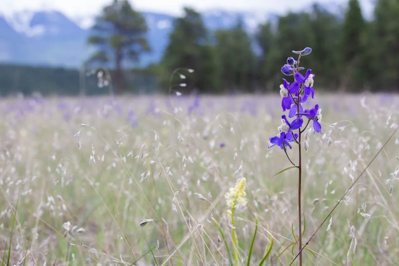 Nature Conservancy of Canada buys B.C. grasslands for new conservation area