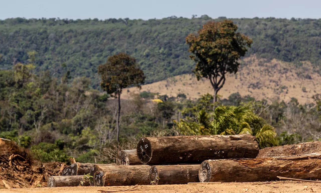 Desmatamento cai 11,6% no Brasil em 2023, aponta MapBiomas