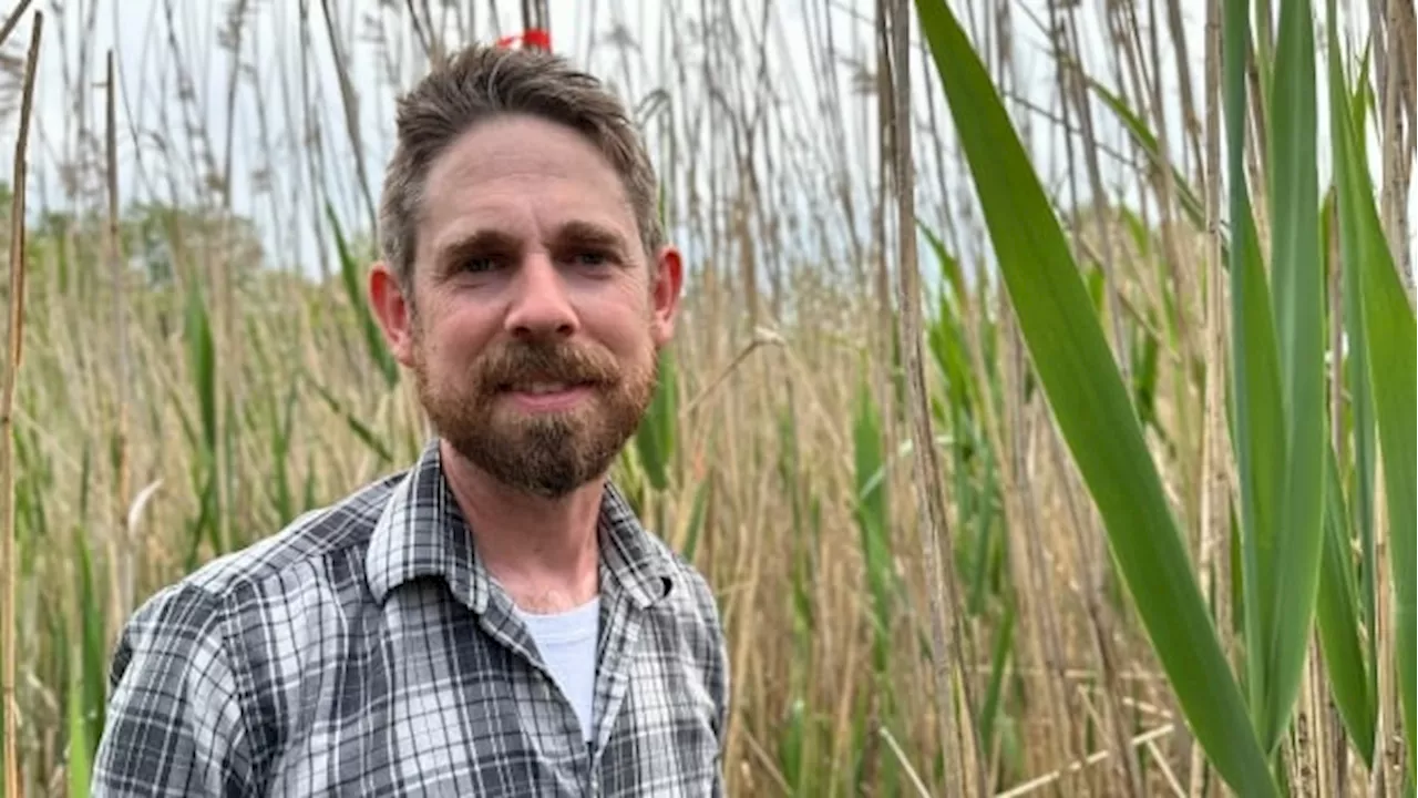 Ontario scientists are using caterpillars to combat an invasive aquatic plant