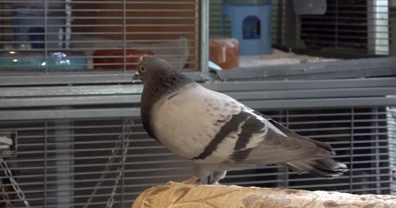 An inside look at New York City's small and very busy community of wildlife rehabilitators