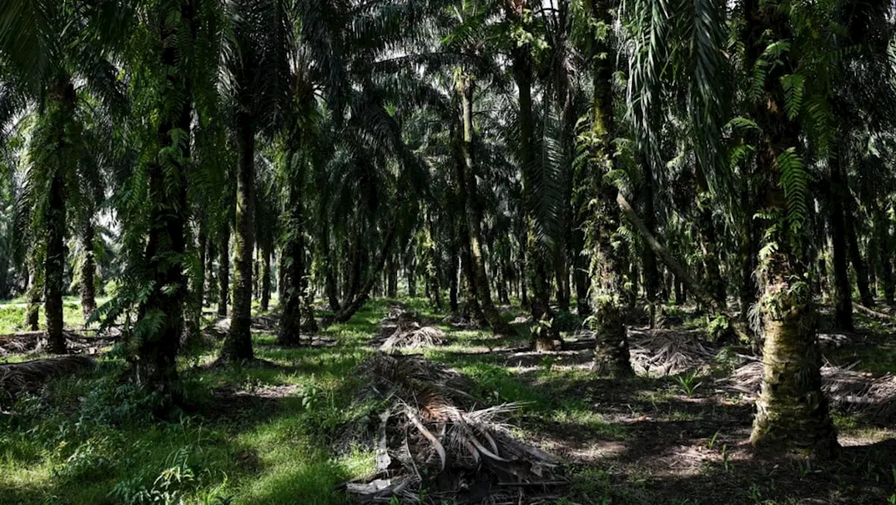 Vast concessions threaten Malaysia's forests: Report