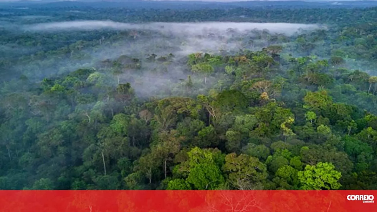 Cerrado ultrapassa a Amazónia e torna-se no bioma mais devastado no Brasil em 2023