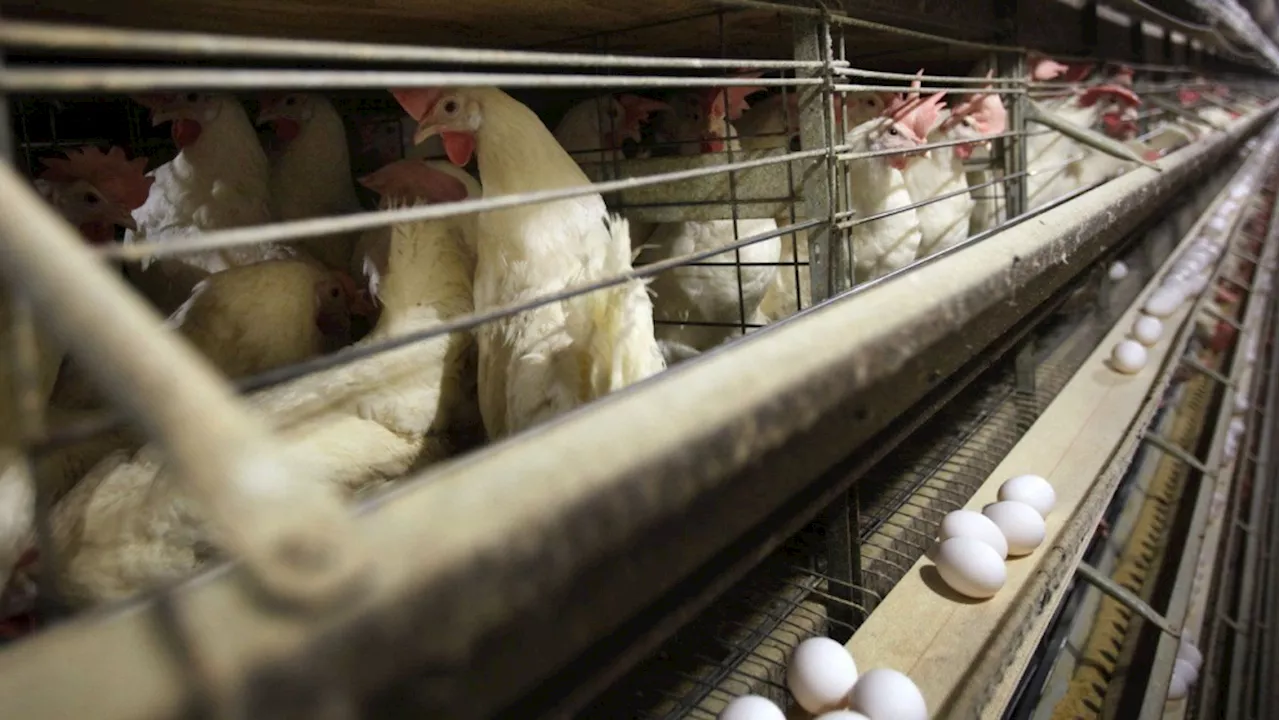 Farmers must kill 4.2 million chickens after bird flu hits Iowa egg farm