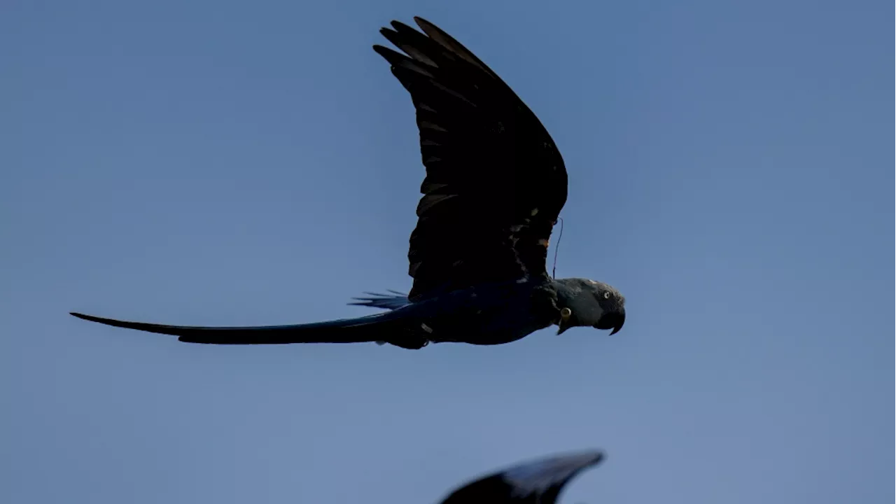 Recovery of Brazil's Spix's macaw, popularized in animated 'Rio' films, threatened by climate change