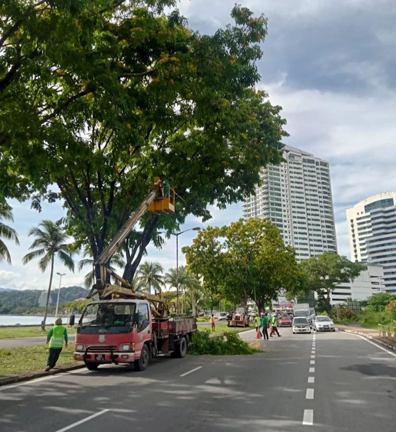 DBKK ambil perhatian serius pengurusan pokok matang