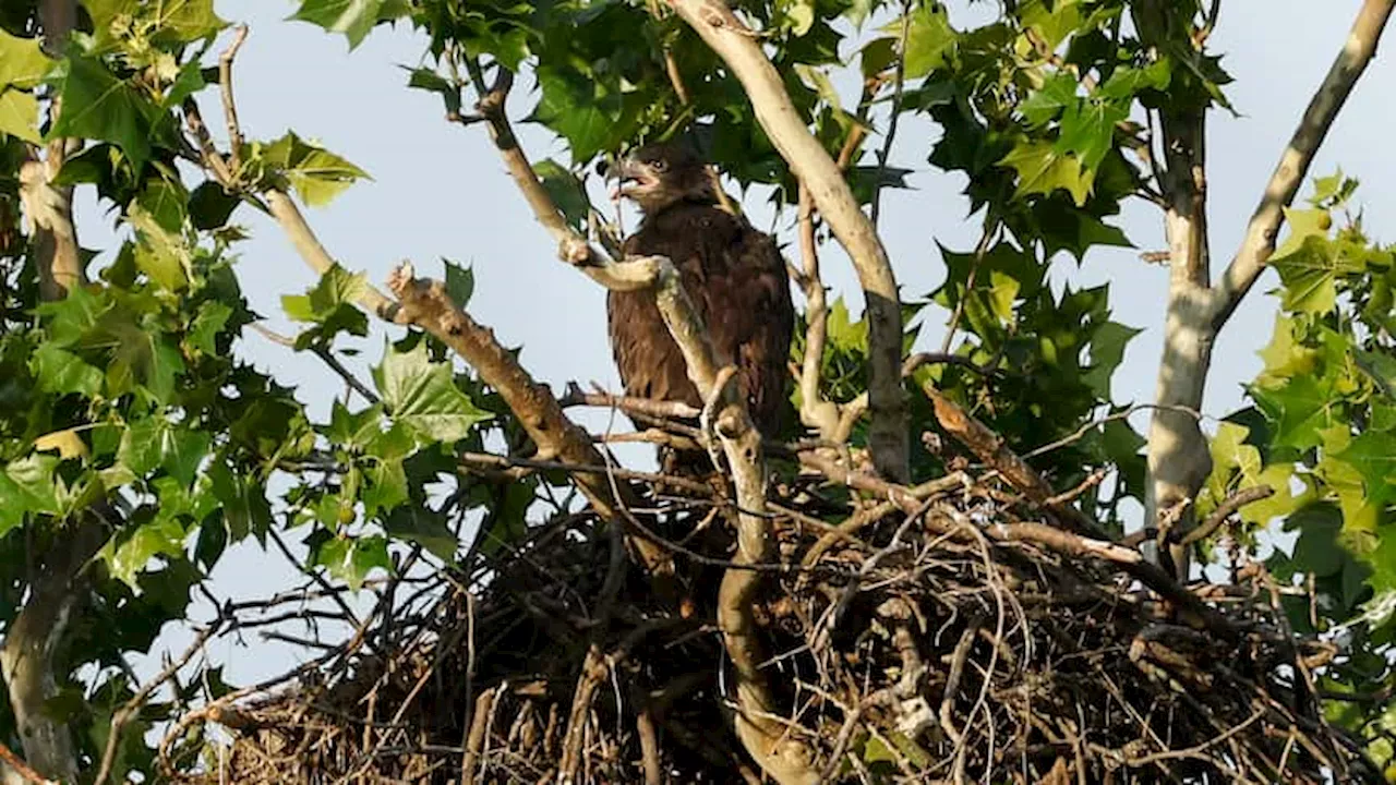 Baby bald eagle at White Rock Lake falls out of nest during storms ...