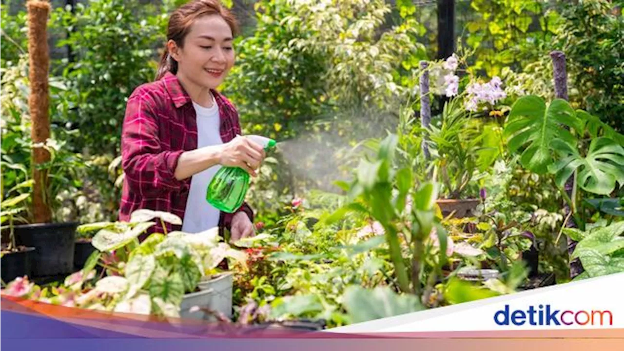 Studi Ungkap Aktivitas Berkebun Bisa Mengurangi Insomnia, Ini Alasannya