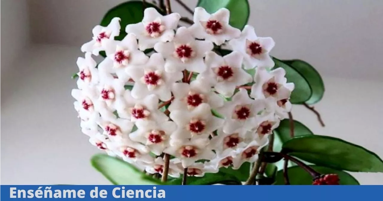 Flor de cera: cómo cultivar esta planta en maceta con esta sencilla guía