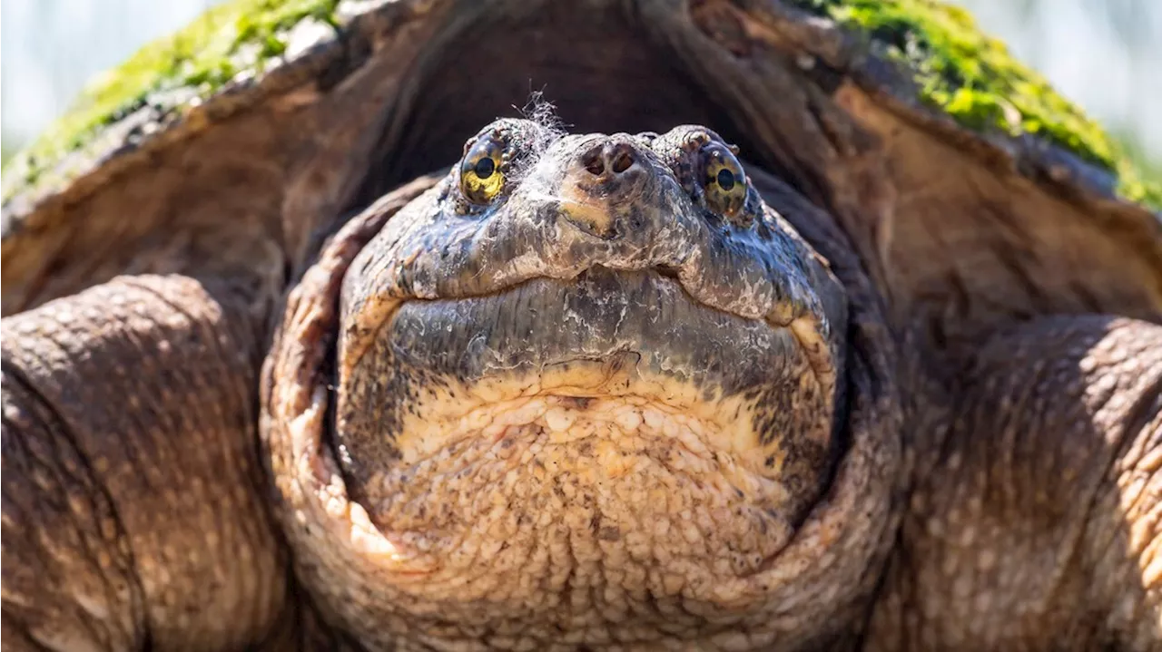 Experts relocate snapping turtle near preschool, offer tips for ...