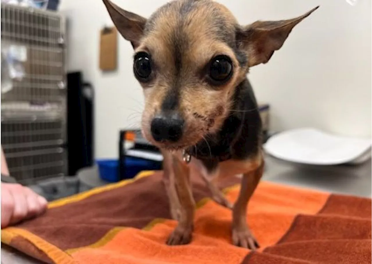 Chihuahua found covered in human waste at conservation area bathroom in Ontario