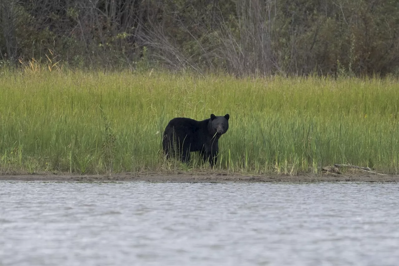 Six relatives fall ill from parasite in bear meat harvested from Saskatchewan