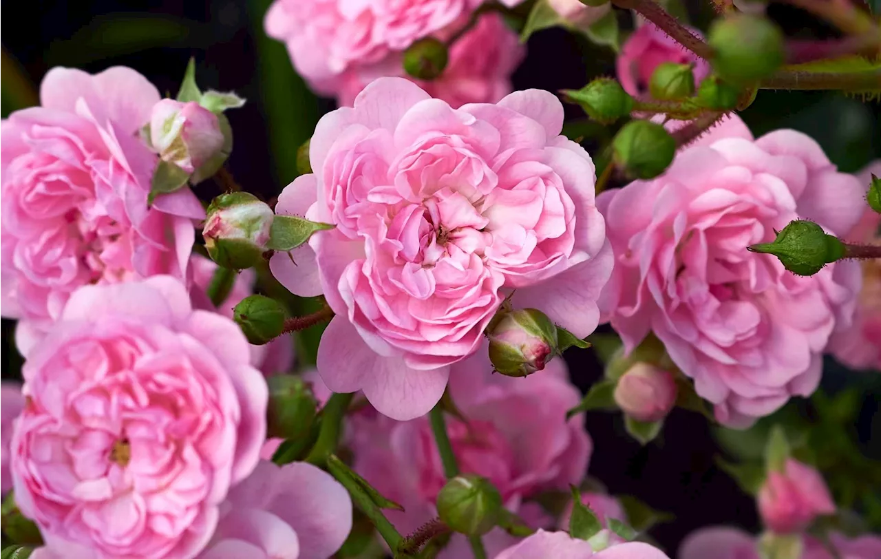 Üppig blühende Rosen: Profis schwören auf Dünger aus diesem Abfallprodukt