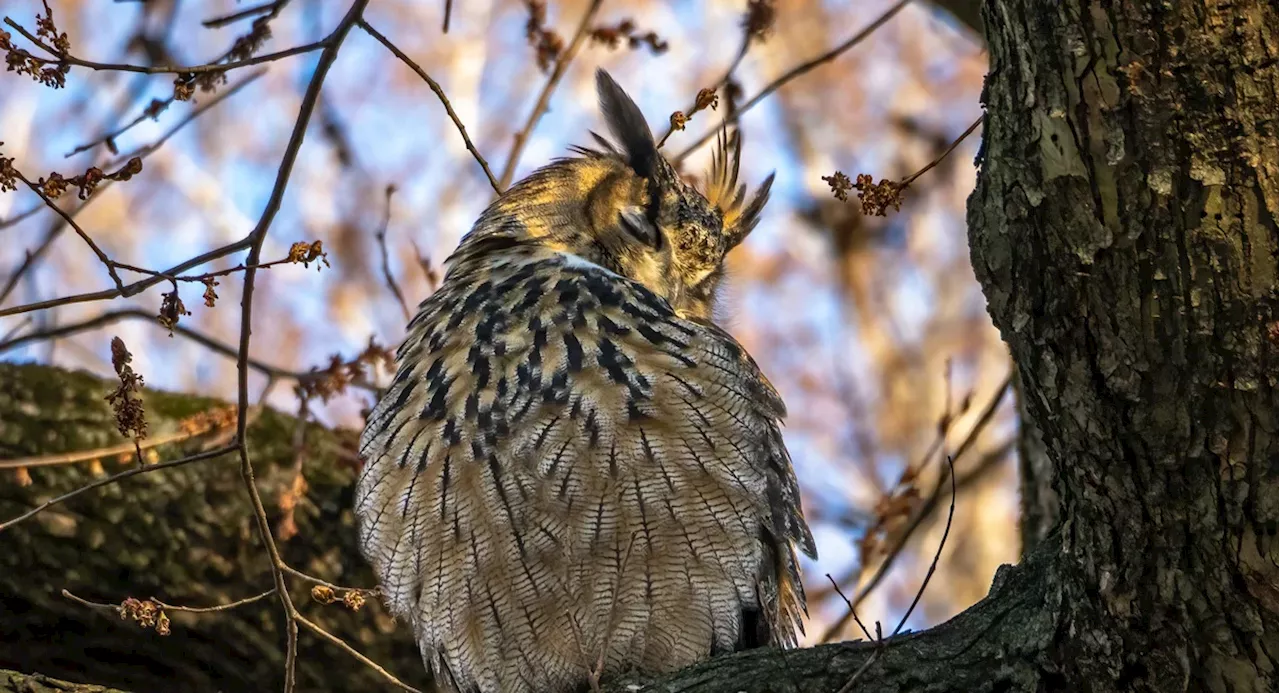 Parts of Flaco the Owl are being housed at the American Museum of Natural History