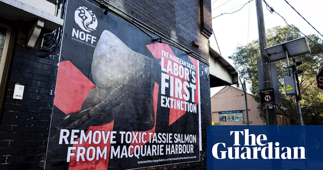 Salmon v skate: environmentalists take fish fight to Tanya Plibersek’s door