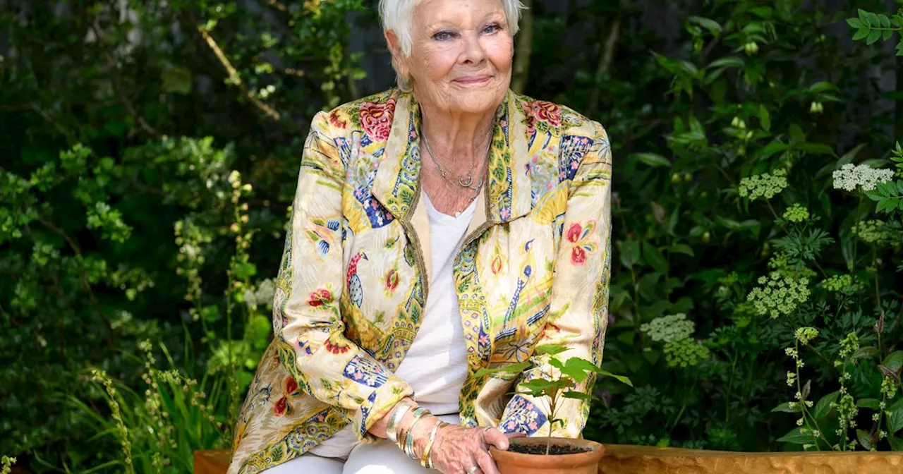 Judi Dench Hints At Retirement Due To Worsening Vision