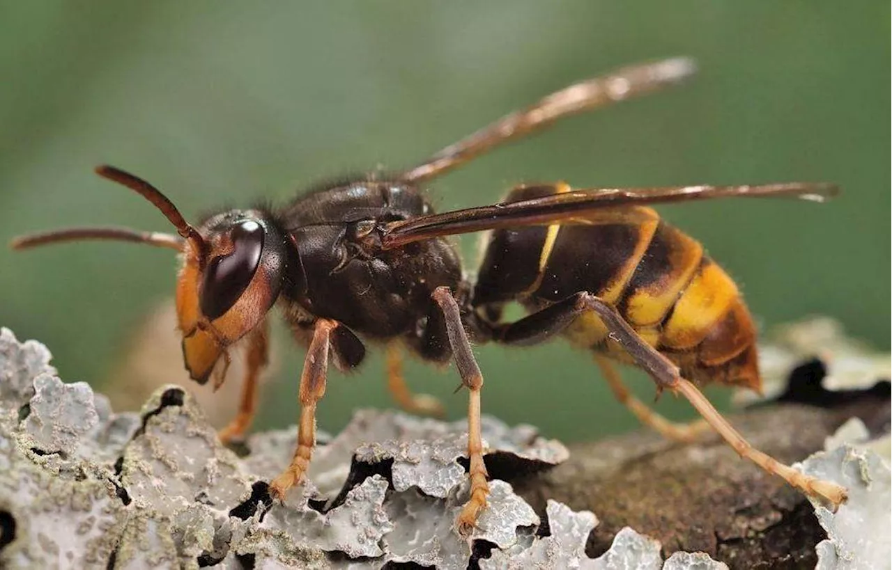 New breed of killer hornet spreading in the US as researchers rush to protect honeybee colonies