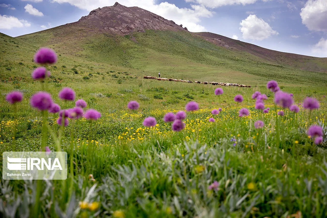 مدیرکل منابع طبیعی: ۴۵۰ هزار هکتار از مراتع ایلام در معرض حریق قرار دارد