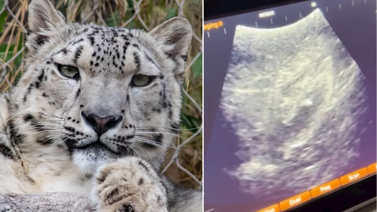 Snow leopard expecting first cub at Utah's Hogle Zoo