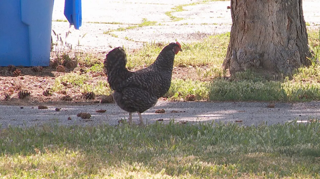 South Jordan woman fears coyote terrorizing chickens will aim for bigger targets