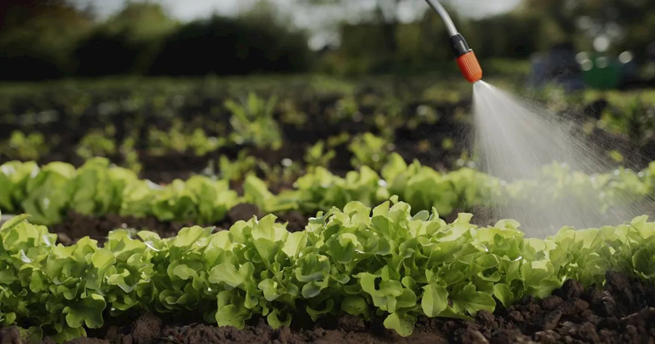 Betteraves : l’insecticide Movento obtient une dérogation