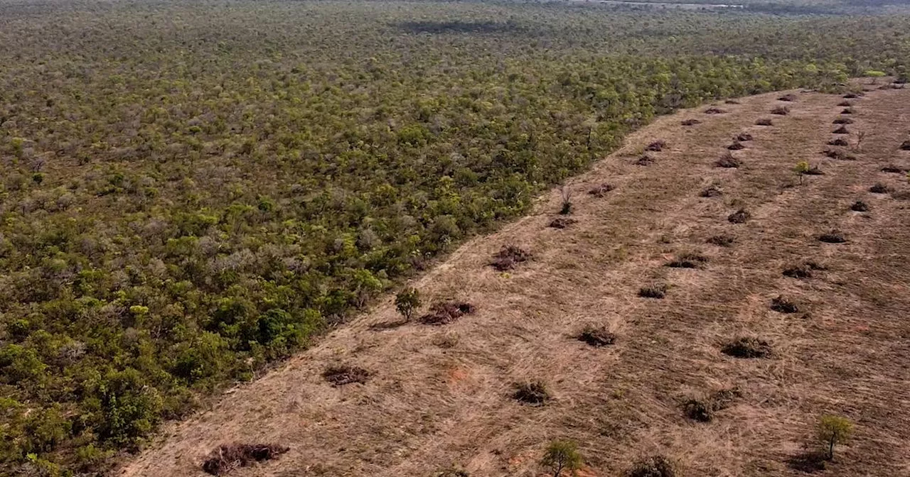 Déforestation: Brésil: la déforestation a progressé dans le Cerrado en ...