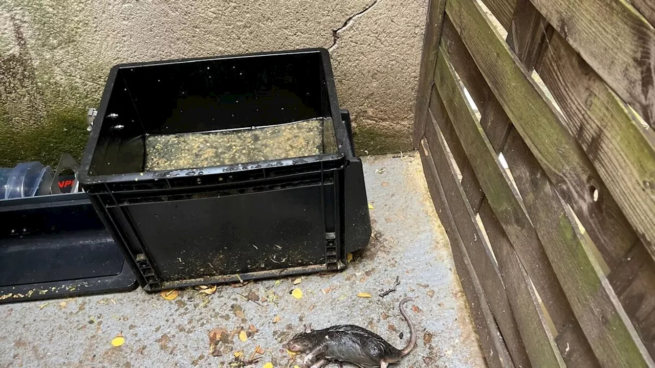 Paris : le XVIIe arrondissement espère se débarrasser durablement des rats grâce aux pièges connectés