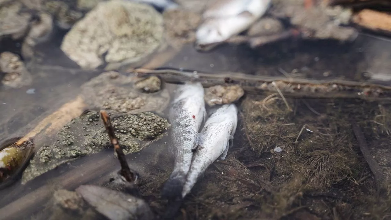 Une fromagerie du Doubs condamnée pour la pollution de deux ruisseaux