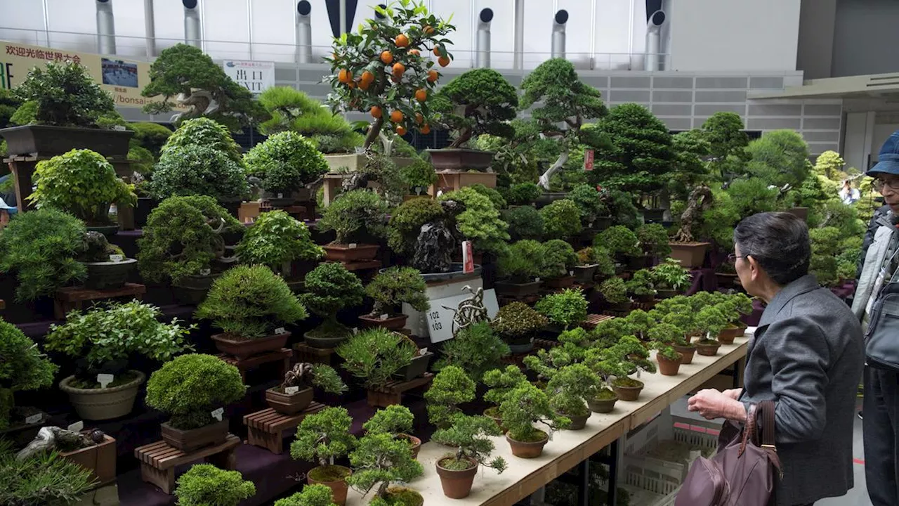 Pencurian Pohon Bonsai Mahal di Jepang Makin Marak, Turis Asing Diduga Terlibat