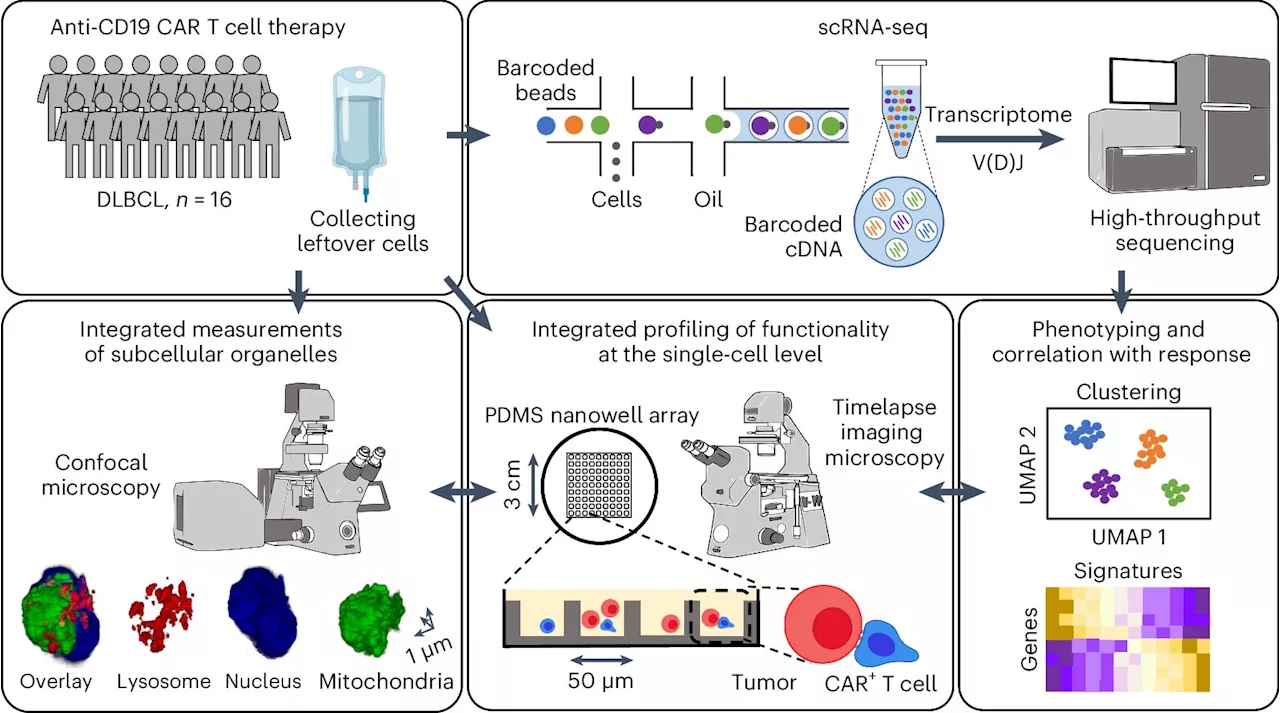 Cancer researchers discover optimal cancer-killing T cells