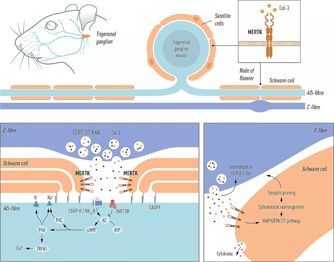 Potential future target for treating primary headache disorders identified