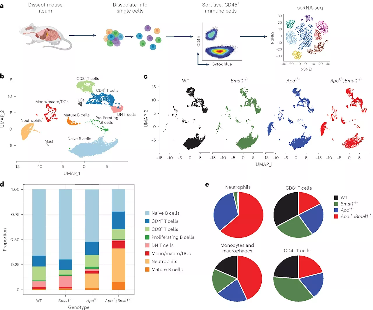 Study reveals circadian clock can be leveraged to enhance cancer immunotherapy