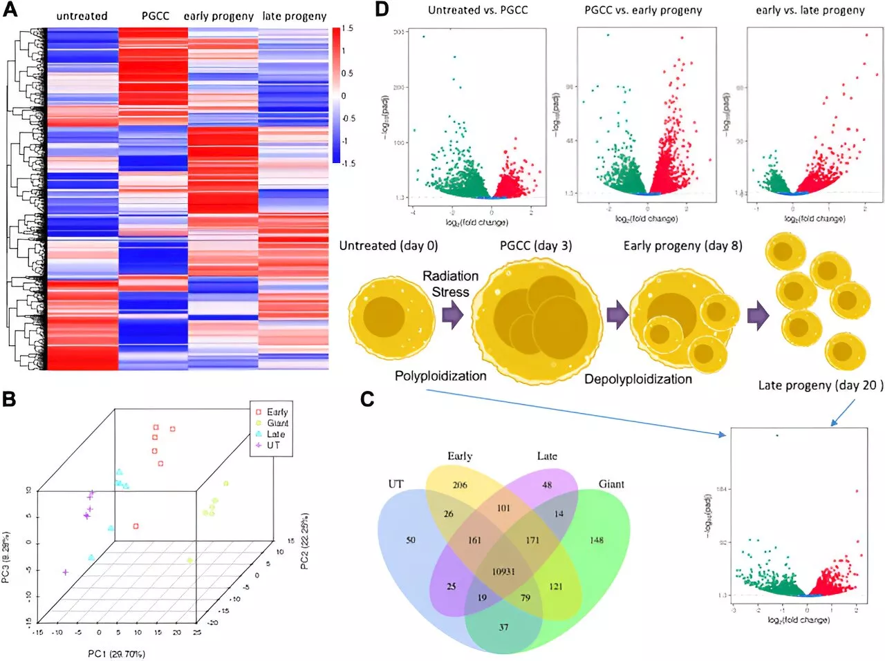 Targeting 'monster cancer cells' could reduce recurrence rates after cancer therapy