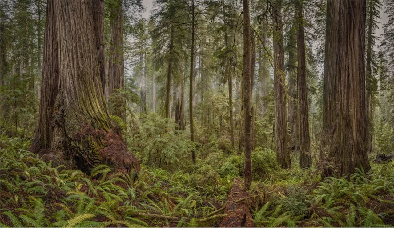 A Berkeley art show’s massive photos celebrate California’s trees