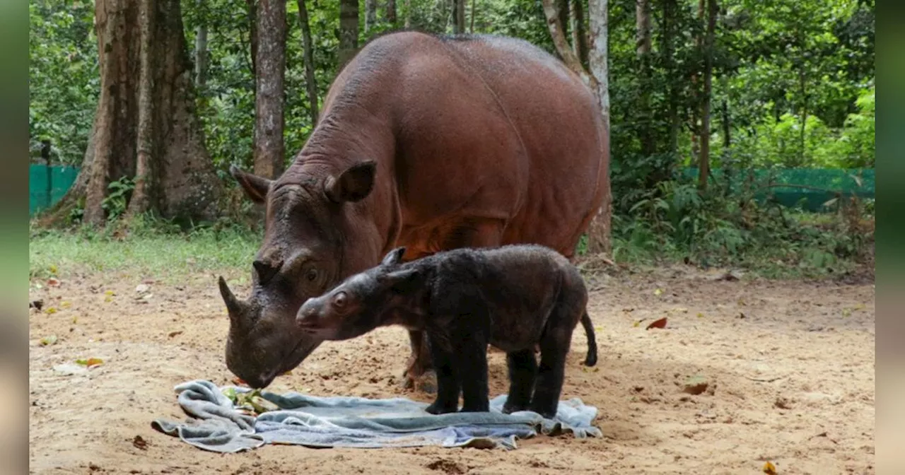 Mengunjungi Taman Nasional Bukit Barisan Selatan, Hutan Hujan Tropis di Sumatra yang Kaya Potensi Alam