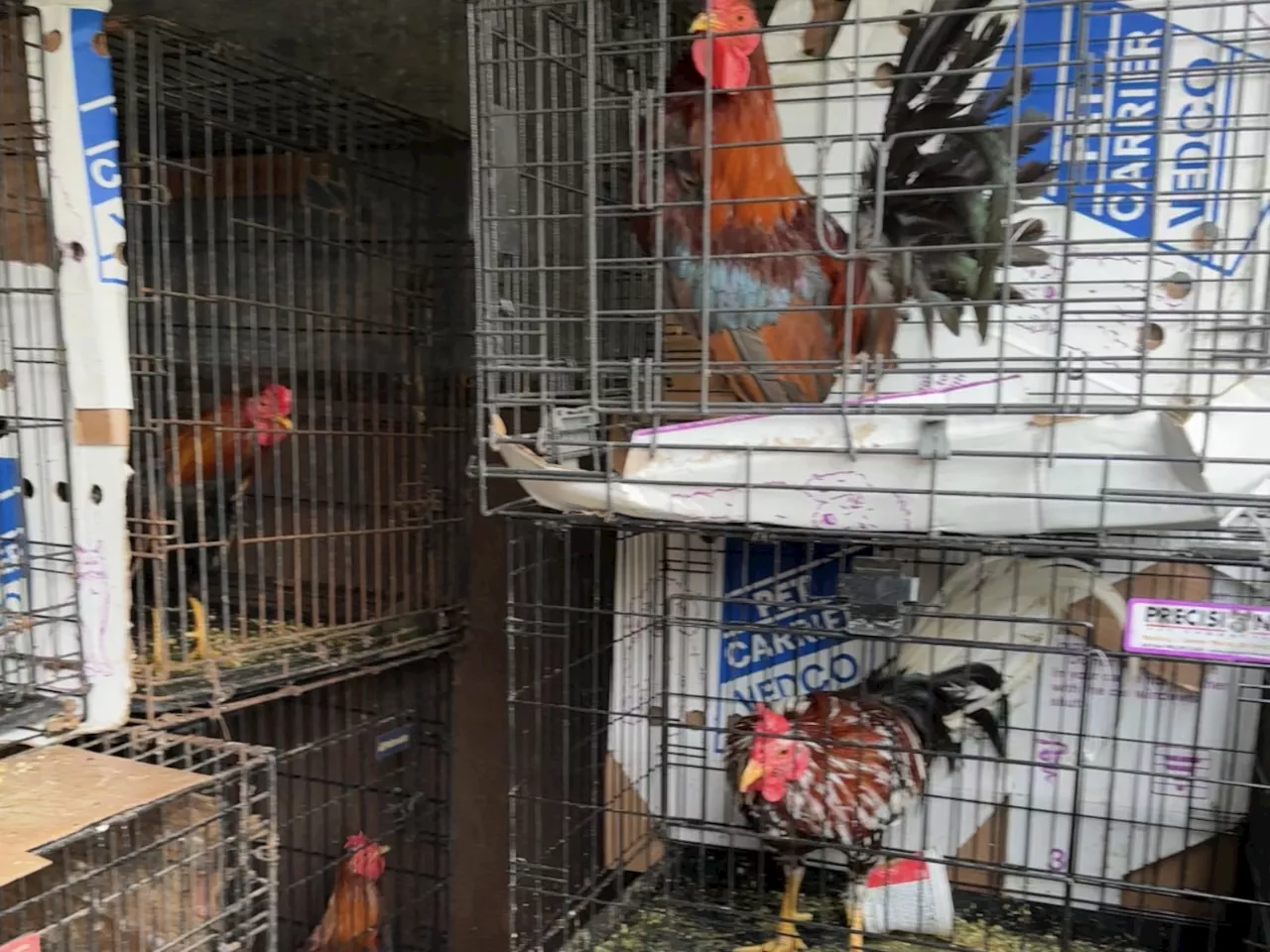 60 roosters with razor blades attached to their wings sent to shocked N.J. animal rescue