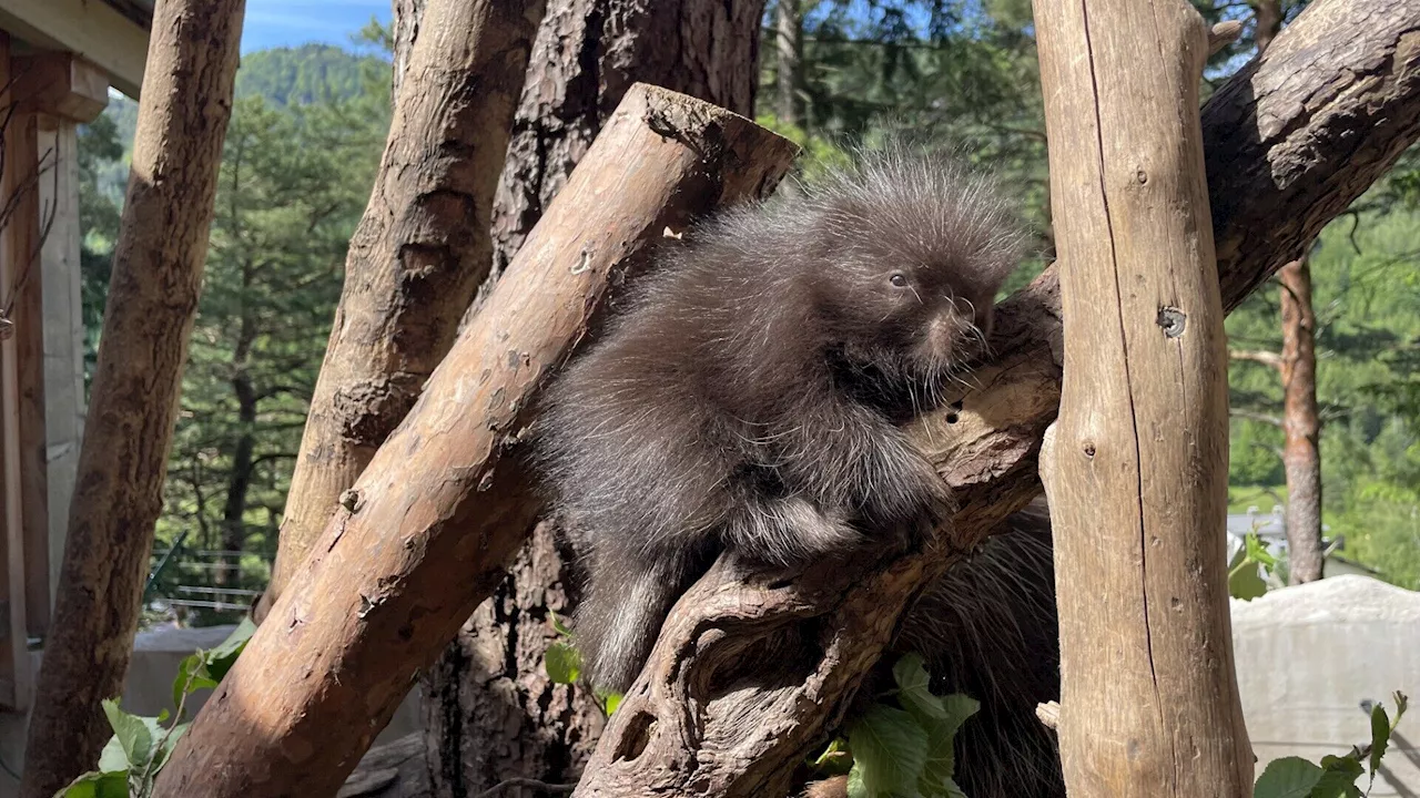 Baumstachler-Baby kam im Weißen Zoo in Kernhof zur Welt