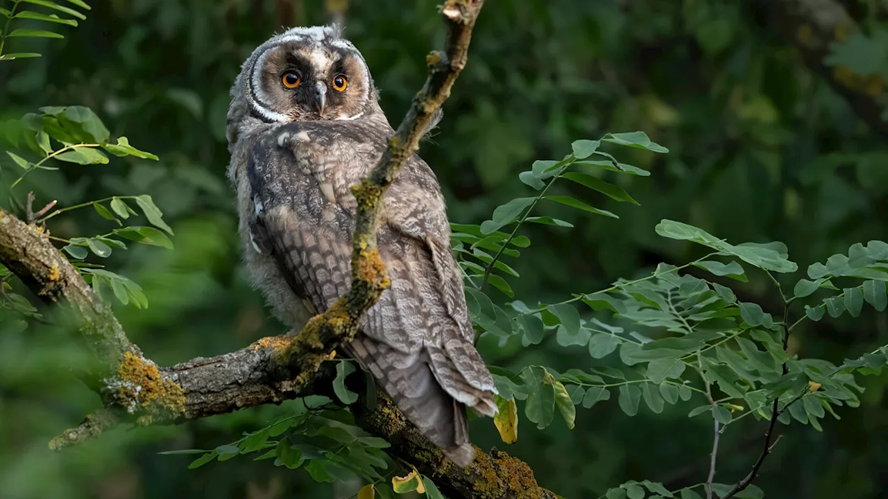 Bei Nachtwanderungen Tiere im Nationalpark Donau-Auen entdecken