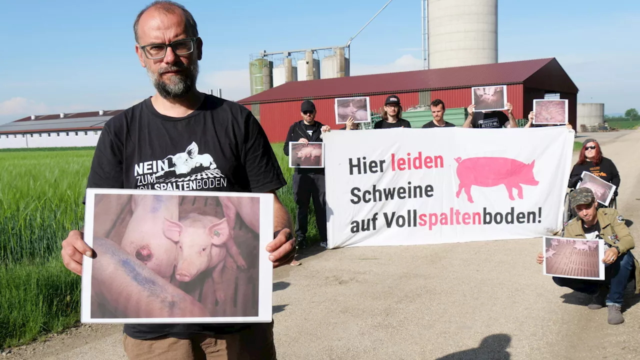 Schweinemastbetrieb: „Grauenhafte Zustände auf Vollspaltenboden“