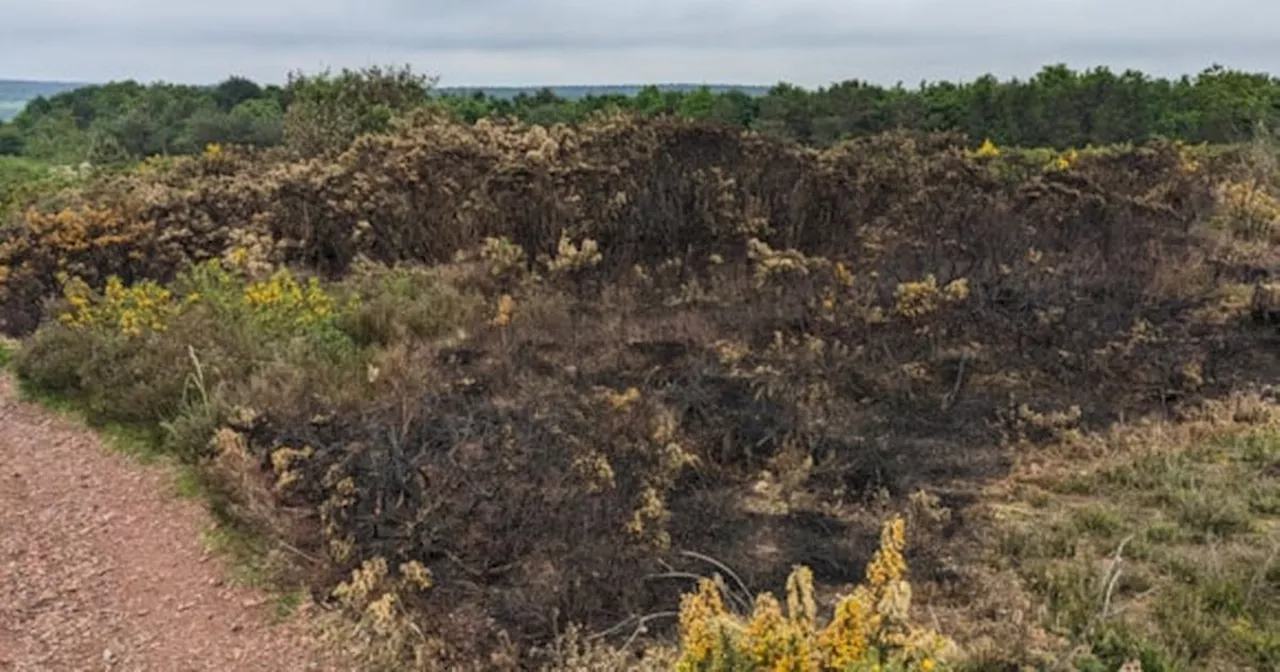 'They must face consequences': Parks attacked by arsonist vandals