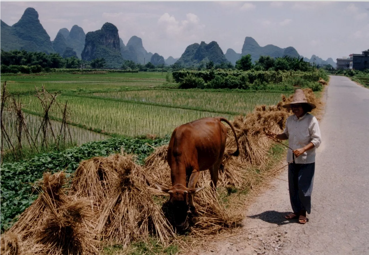 Biodiversity in the margins: Merging farmlands affects natural pest control