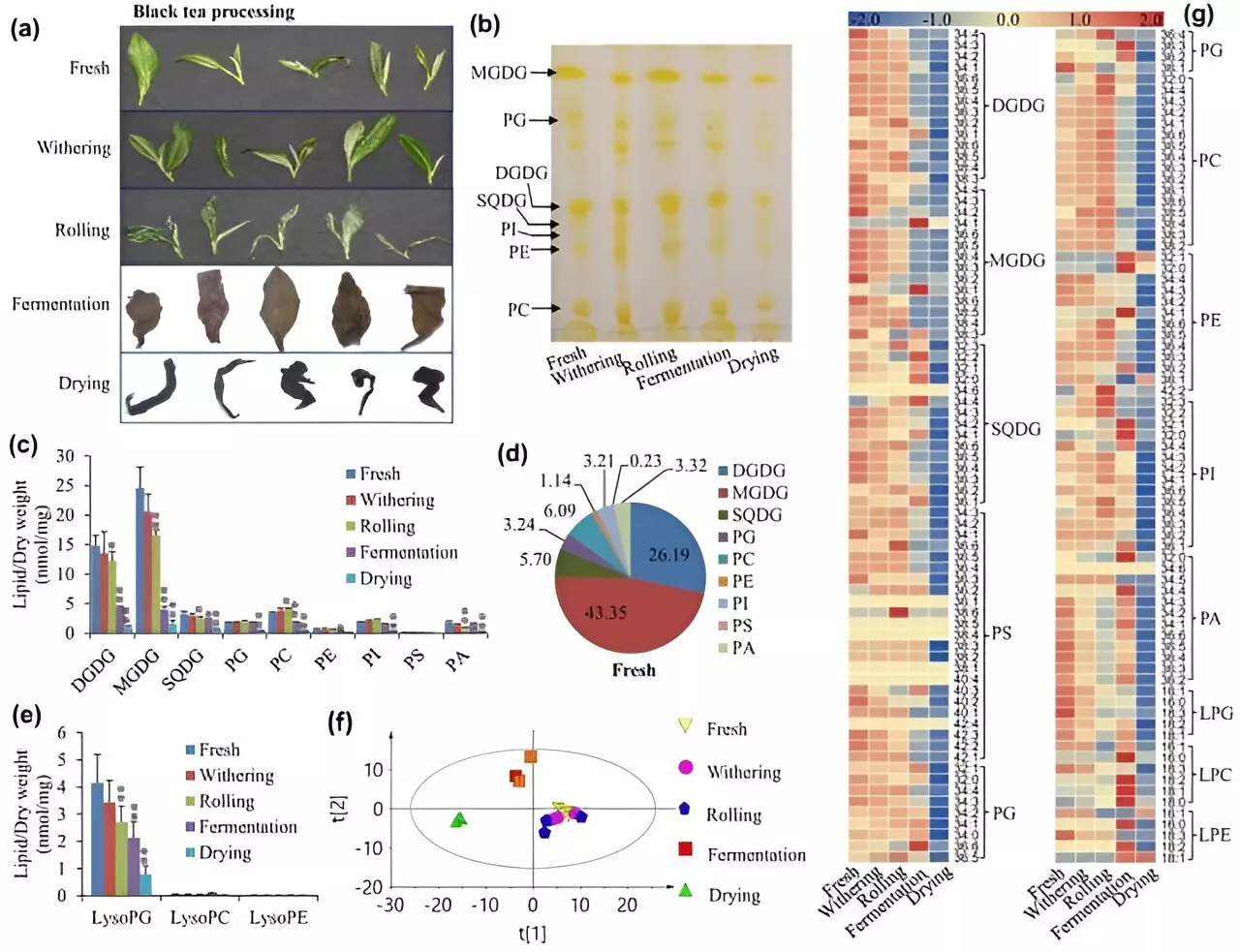 From leaf to cup: Decoding the biochemical dance of black tea's fragrance