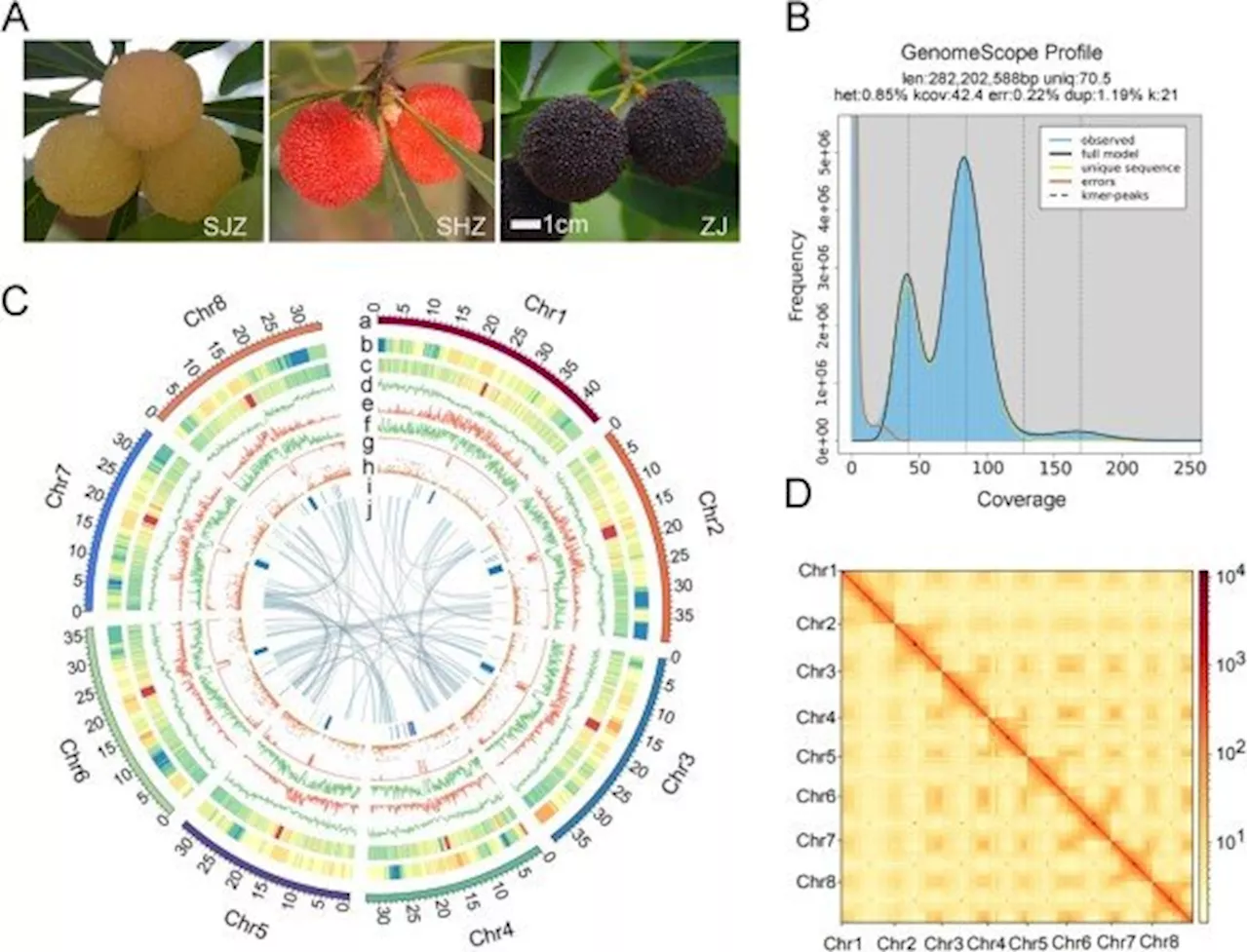 Sweet secrets of the bayberry: Genetic insights set to transform fruit quality