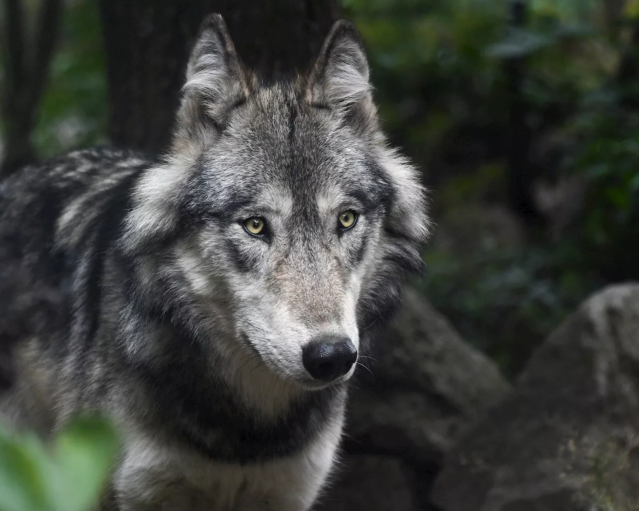 Wildlife officials confirm another gray wolf livestock attack in Colorado´s Jackson County