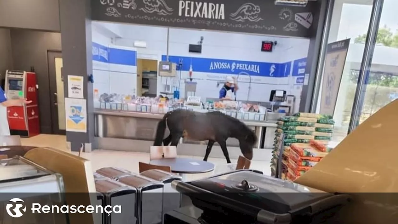 Pónei invade supermercado em Sintra para comer fruta e legumes