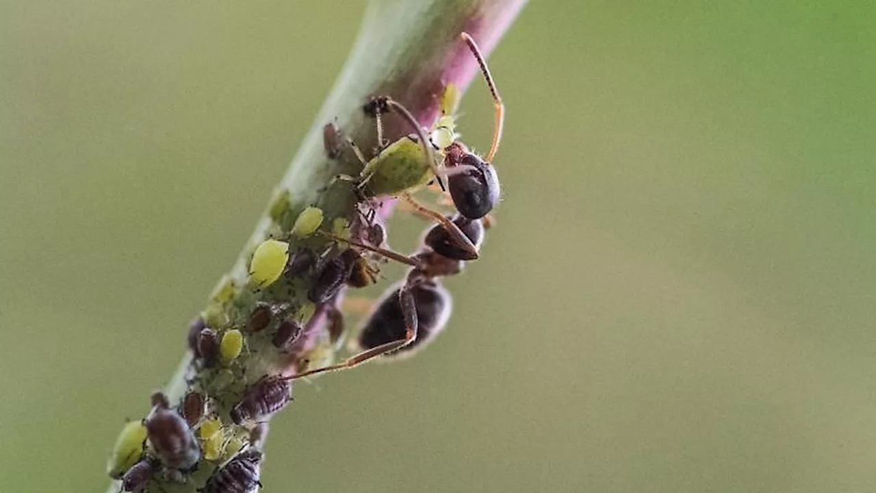 Schutz gegen Ameisen: Diese Hausmittel helfen bei lästigen Insekten im Garten