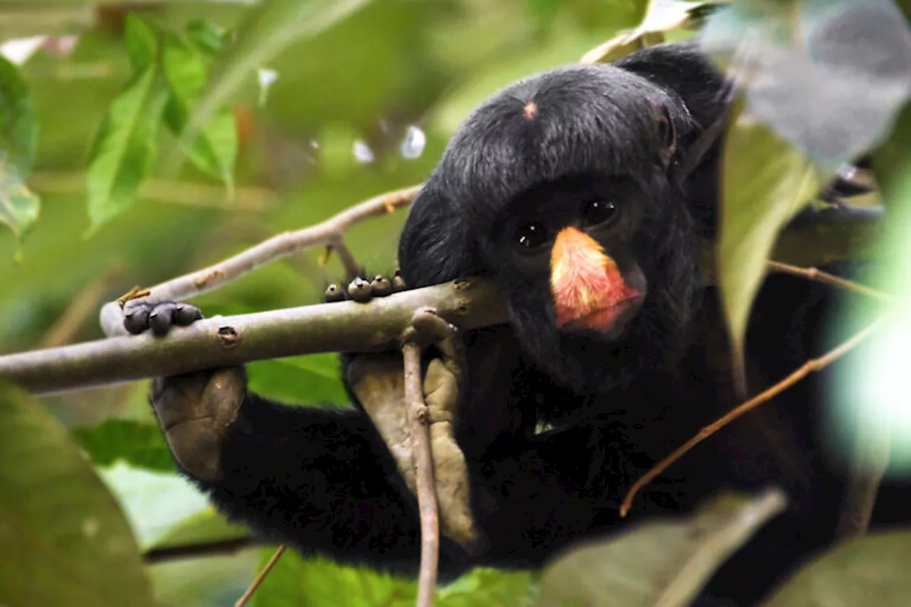 Collective effort monitors Amazon wildlife in heavily logged Brazil state