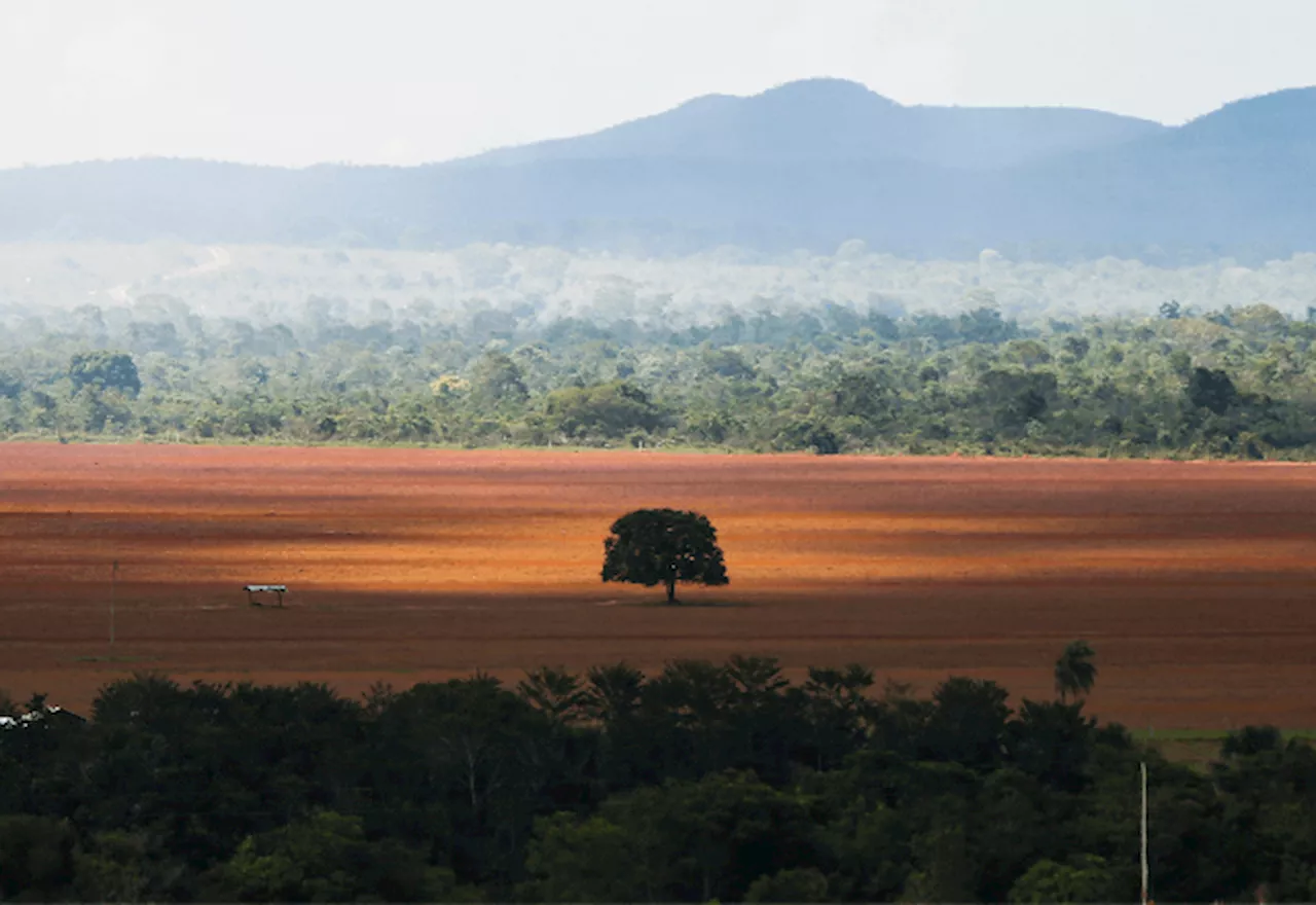 Brasil desmatou o equivalente a 12 cidades de São Paulo em 2023